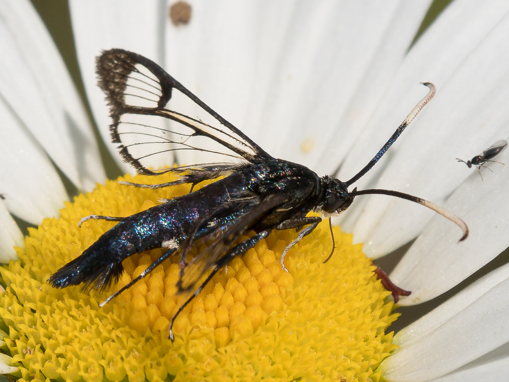 Western Willow Clearwing Moth