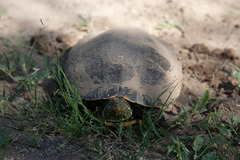 Trachemys hartwegi