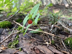 Streptopus streptopoides