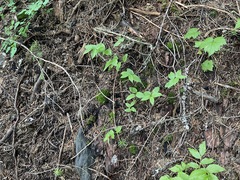 Streptopus streptopoides