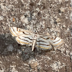 Parapoynx badiusalis