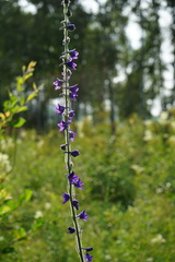 Delphinium crassifolium