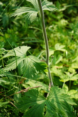 Delphinium crassifolium