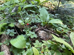 Streptopus streptopoides