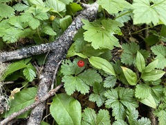 Streptopus streptopoides