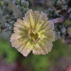 Maireana pyramidata