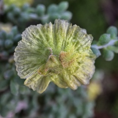 Maireana pyramidata