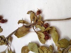 Crataegus flava