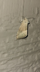 Plagiomimicus spumosum