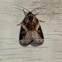 Pseudeustrotia carneola