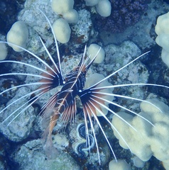 Pterois cincta
