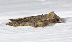 Acleris effractana