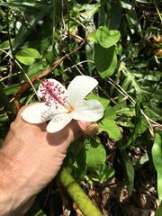 Hibiscus arnottianus