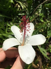Hibiscus arnottianus
