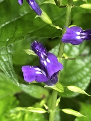 Salvia calderoniae