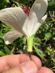 Hibiscus arnottianus