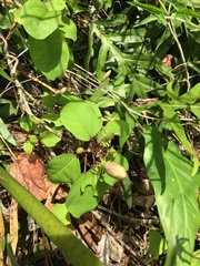 Hibiscus arnottianus