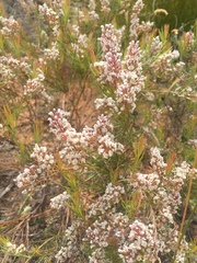 Spatalla racemosa