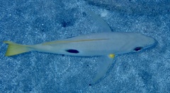 Lutjanus ehrenbergii