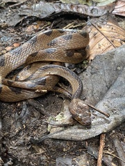 Banded Cat-Eyed Snake photo 2