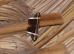 Hemeroblemma mexicana