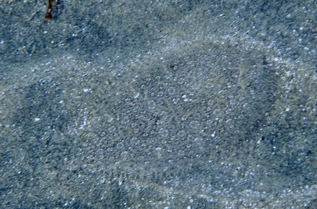 Leopard flounder
