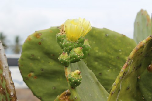 Image of Opuntia excelsa by (c) Viacheslav Shalisko, some rights reserved (CC BY)