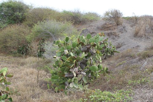 Image of Opuntia excelsa by (c) Viacheslav Shalisko, some rights reserved (CC BY)