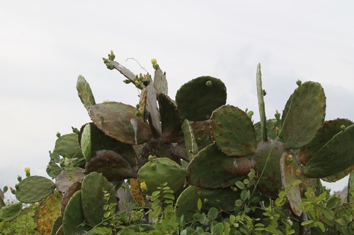 Image of Opuntia excelsa by (c) Viacheslav Shalisko, some rights reserved (CC BY)