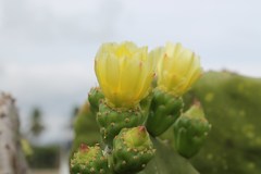 Opuntia excelsa