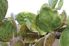 Opuntia excelsa