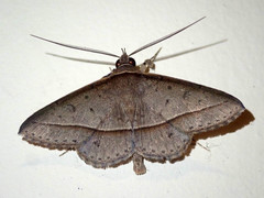 Hypospila creberrima