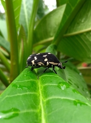 Amithao marginicollis
