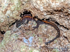 Lepidoblepharis xanthostigma