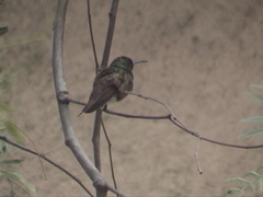 Saucerottia beryllina