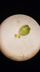 Cuscuta occidentalis