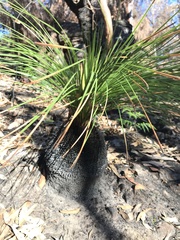 Xanthorrhoea media