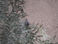 Psaltriparus minimus