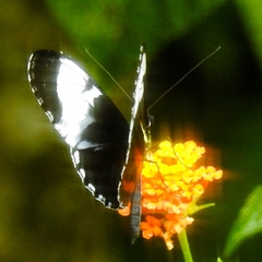 Heliconius cydno