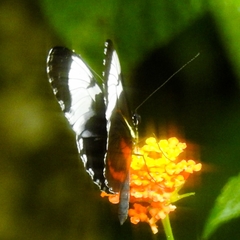 Heliconius cydno