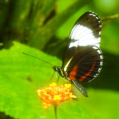 Heliconius cydno