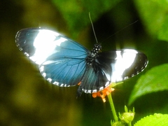 Heliconius cydno