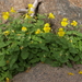 Erythranthe tilingii - Photo (c) Jim Morefield, alguns direitos reservados (CC BY)