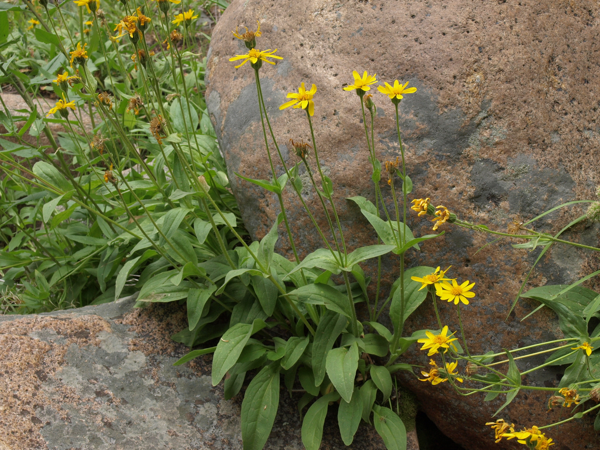 Arnica mollis