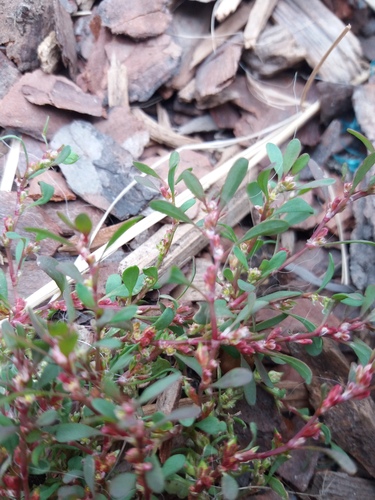 Alaska Knotweed (Polygonum humifusum)