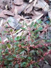 Polygonum humifusum