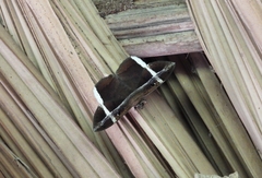 Hemeroblemma mexicana