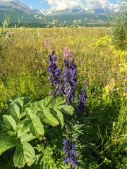 Aconitum glandulosum