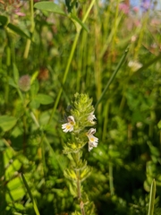 Euphrasia hirtella