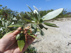 Conocarpus